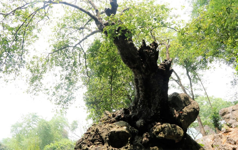 Alt text: Người sinh năm 1981 mệnh gì?