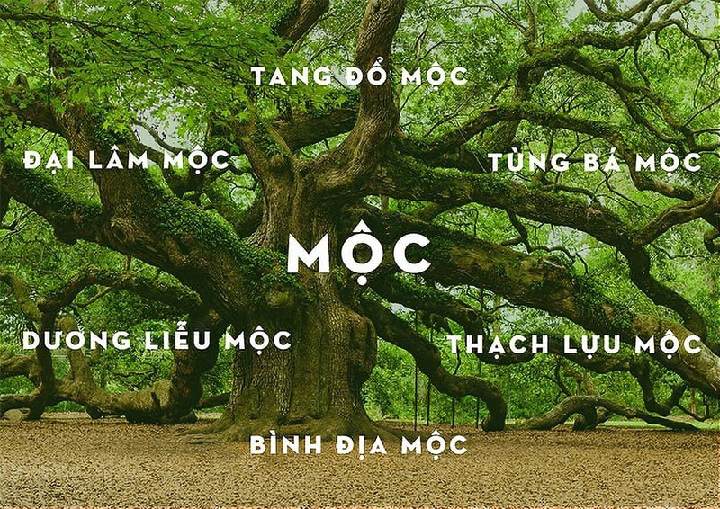 Các năm sinh thuộc mệnh Mộc