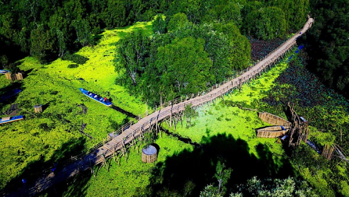 Cầu tre Trà Sư
