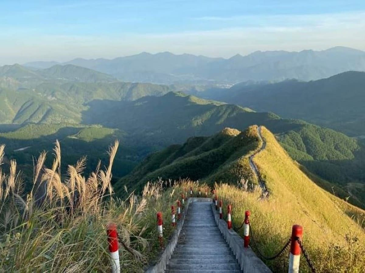 Cỏ lau Bình Liêu