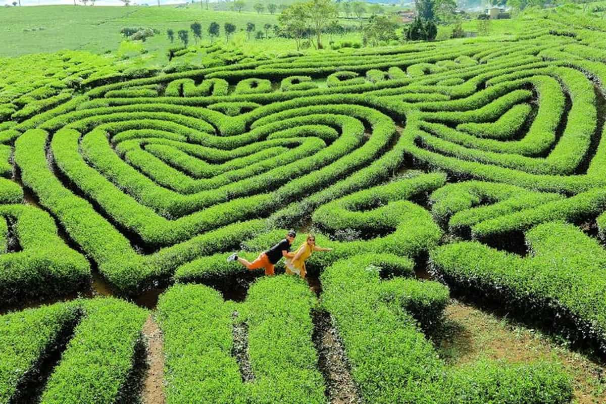 Đồi chè hình trái tim Mộc Châu