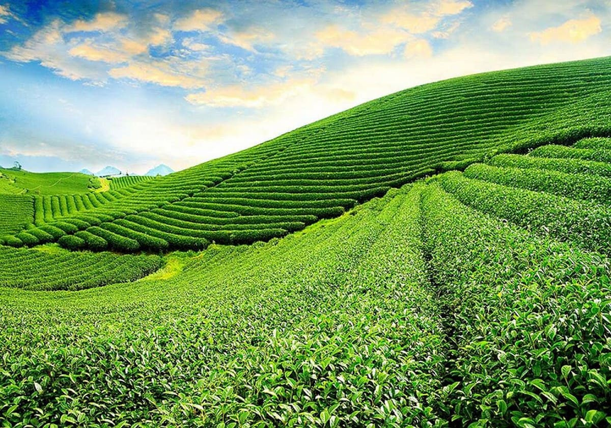 Đồi chè Tâm Châu