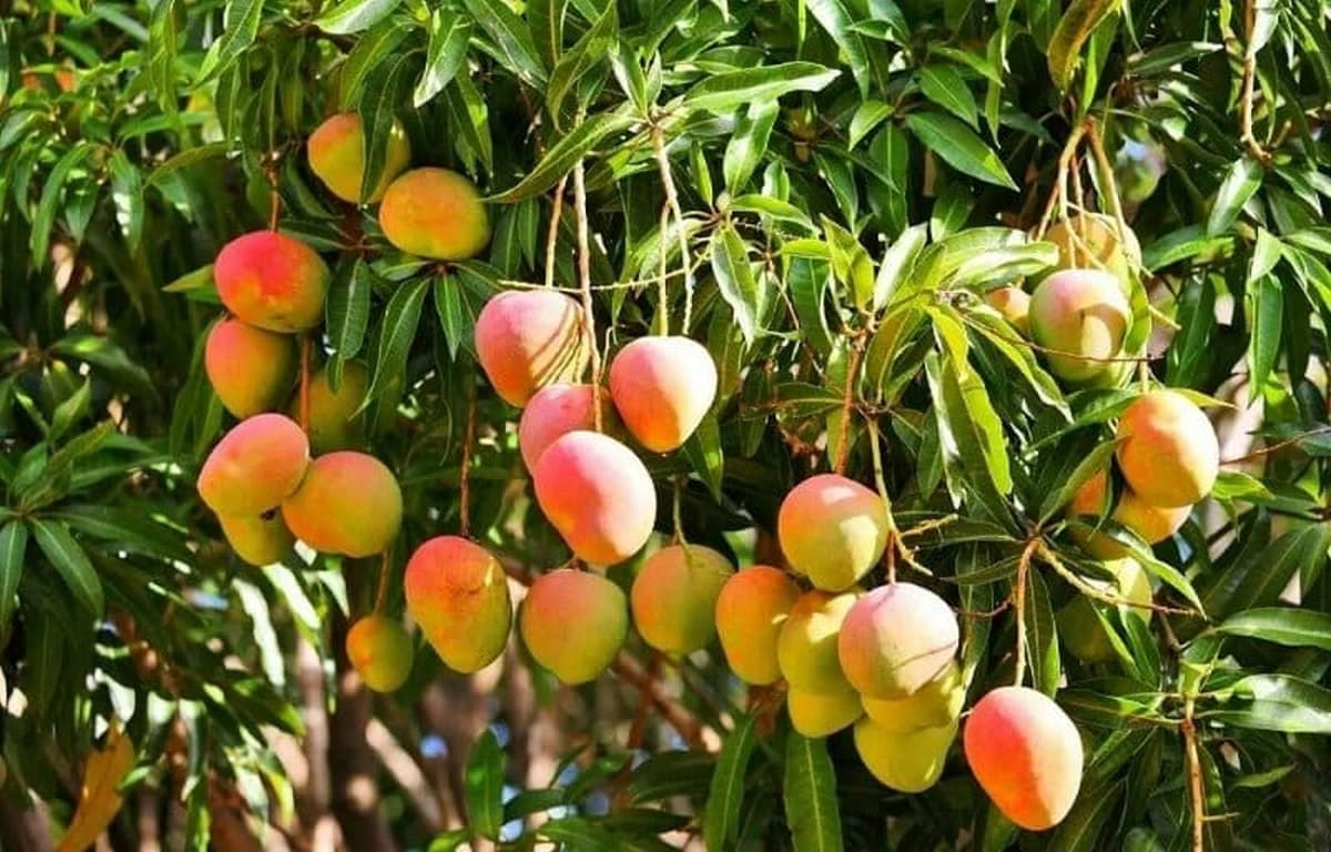 Hái trái cây tại Lái Thiêu