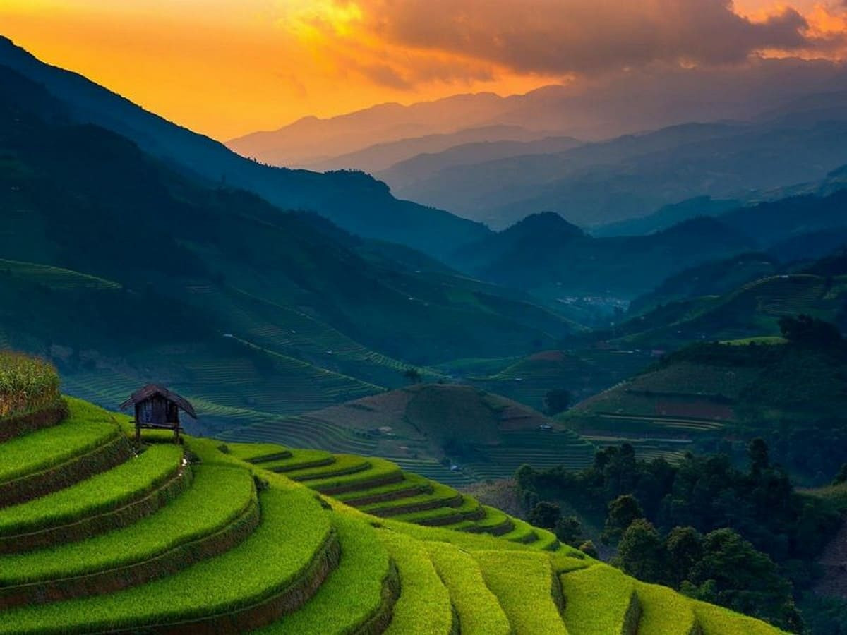 Hoa ban Điện Biên