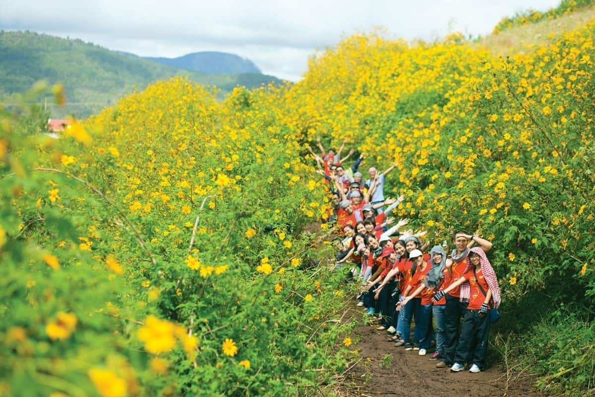 Hoa dã quỳ Gia Lai