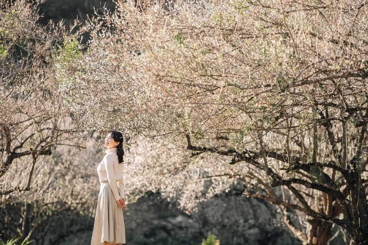 Hoa đào Mộc Châu tháng 1-2