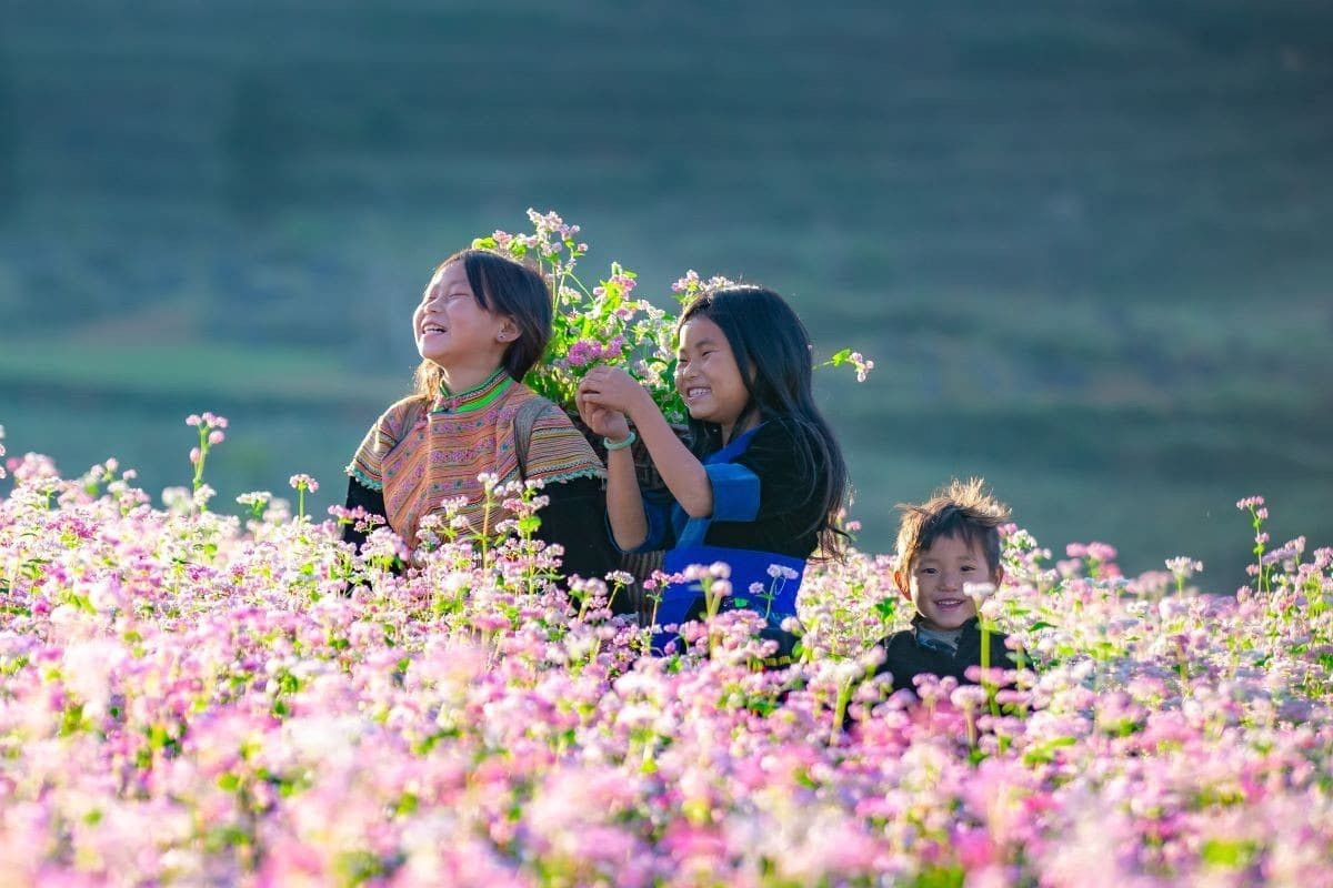 Hoa tam giác mạch