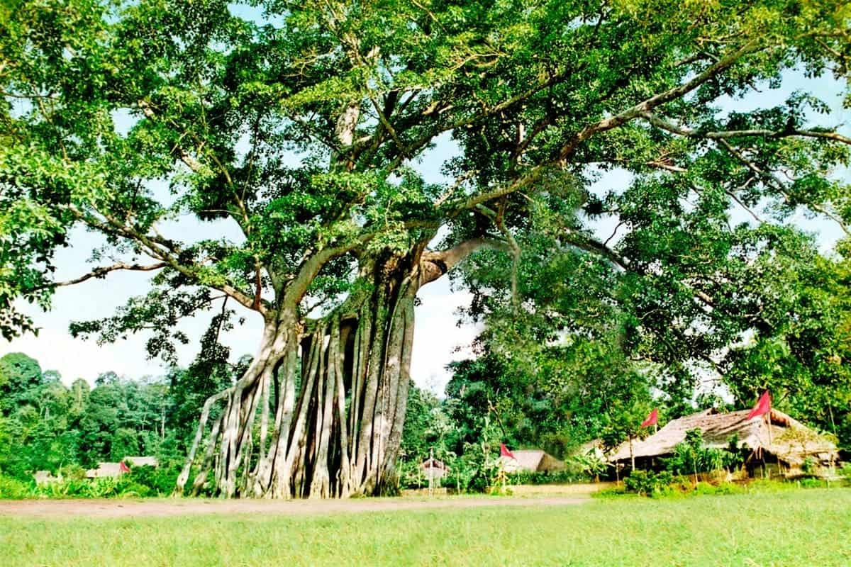 Khu di tích Tân Trào