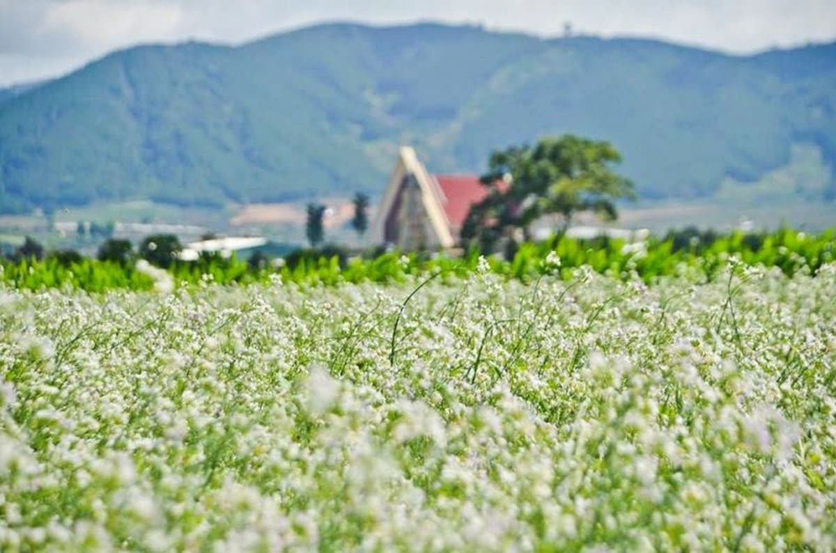 Mùa hoa cải trắng tại Đà Lạt