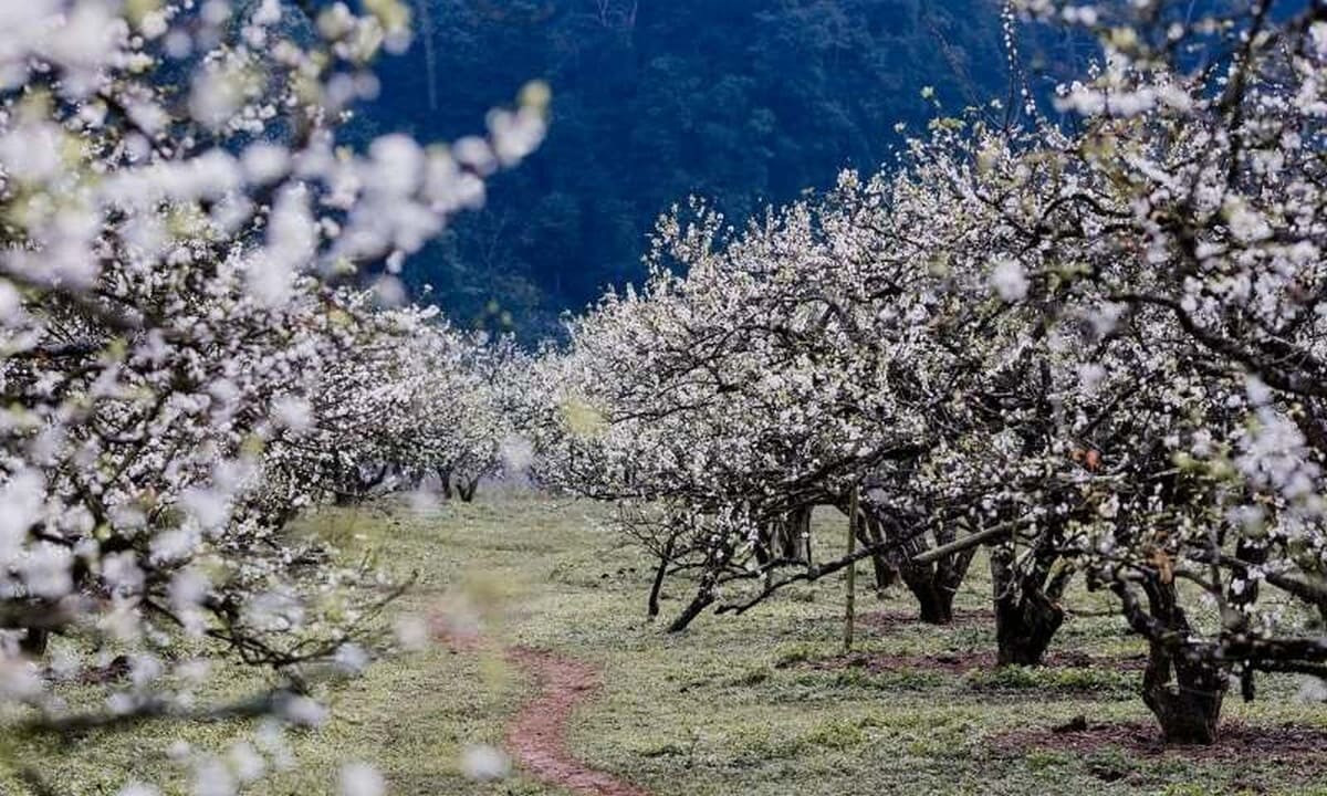 Mùa hoa ở Mai Châu