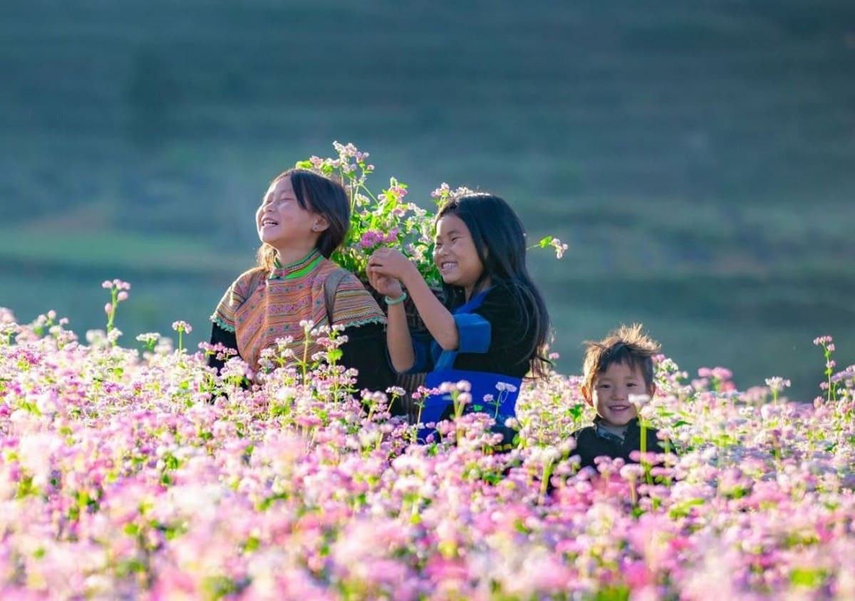 Ngắm nhìn vẻ đẹp hoa tam giác mạch thung lũng Mèo Vạc