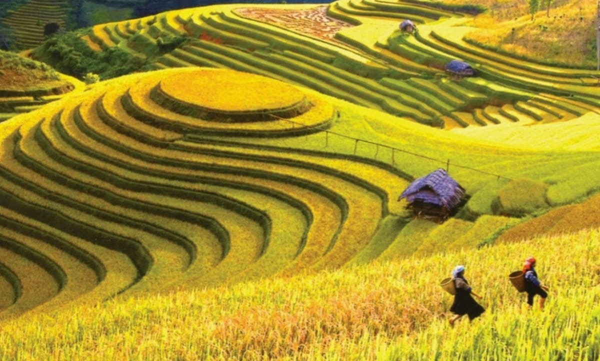 Những cánh đồng lúa chín sớm tạo nên bức tranh thiên nhiên tươi mới