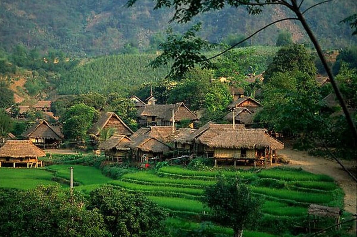 Ruộng bậc thang mùa lúa chín tại Lai Châu