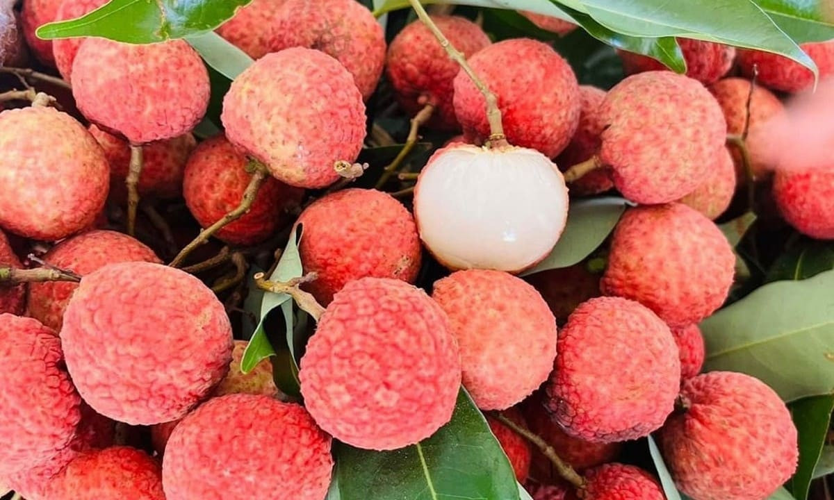 Vải thiều Lục Ngạn